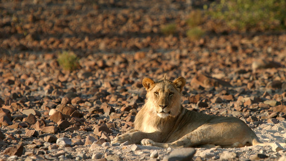 Etendeka Mountain Camp